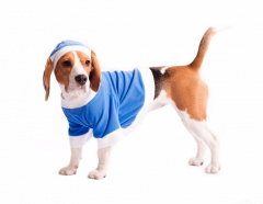 Пуловер для собак Снегурочка XL голубой (унисекс)