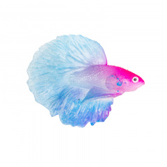 Бойцовая рыбка в цвете силикон