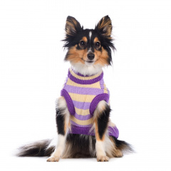 Свитер для собак M фиолетовый (унисекс)