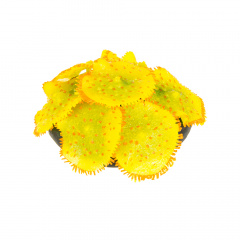 Морские растения в цвете 13x14см