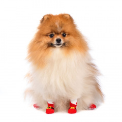 Носки для собак S красный (унисекс)