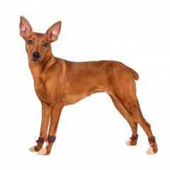 Носки S для собак коричневые с оленем