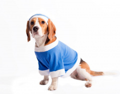 Пуловер для собак Снегурочка S голубой (унисекс)