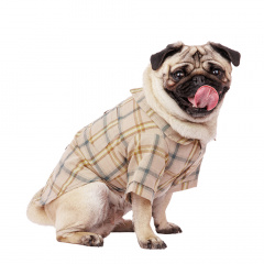 Рубашка с бантиком для собак XL бежевый (унисекс)