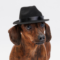 Ковбойская шляпа для собак и кошек, 15х12,5х5,5 см, черная (унисекс)
