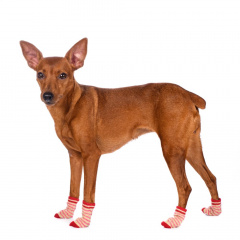 Носки S для собак бордовые с полоской