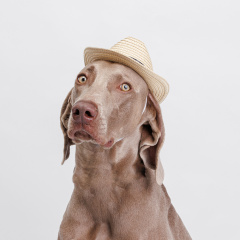 Шляпа ковбойская со звездой для собак и кошек, 19х17х6,5 см, бежевая