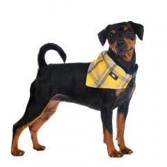 Ошейник-Бандана для собак средних пород желтая в клетку 26-42х1,5 см