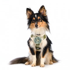 Шлейка S для собак зеленая с цветочком