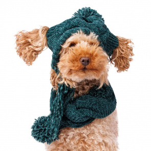 Комплект для собак шарф и шапка из шенилла, серый