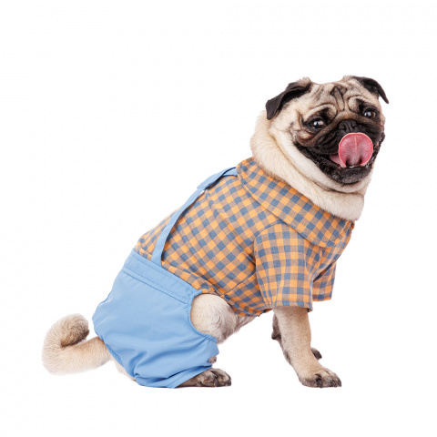 Костюм джинсовый с рубашкой для собак 2XL голубой (унисекс)