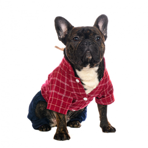 Костюм с галстуком для собак XL красный (унисекс)