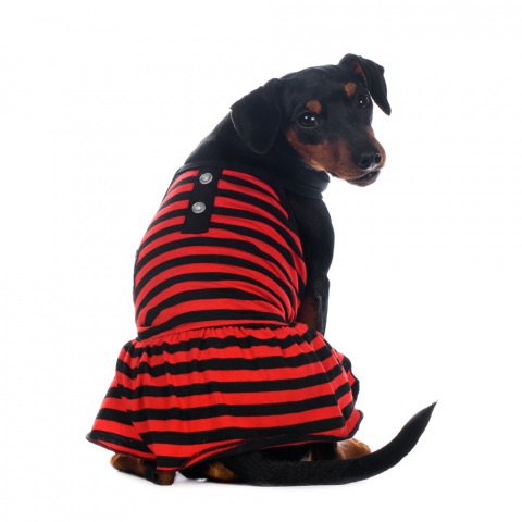 Платье S для собак в полоску красное 2