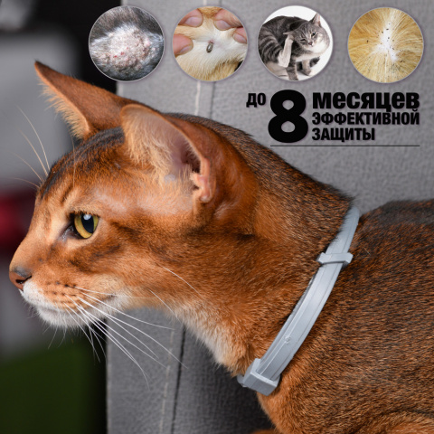 Ошейник для кошек от блох и клещей, 40 см, цены, купить в интернет-магазине  Четыре Лапы с быстрой доставкой