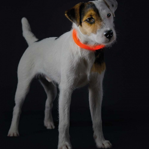 Светящийся шнурок на шею для собак LED Yukon оранжевый 2