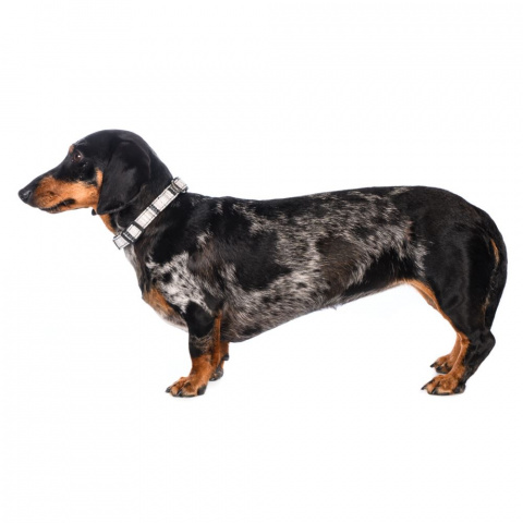 Ошейник для собак средних пород серый S, 30-45x1,5 см