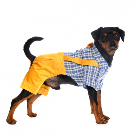 Костюм с рубашкой для собак M желтый (унисекс)