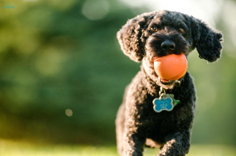Игрушка для собак мячик Jive XS оранжевый 5 см 1