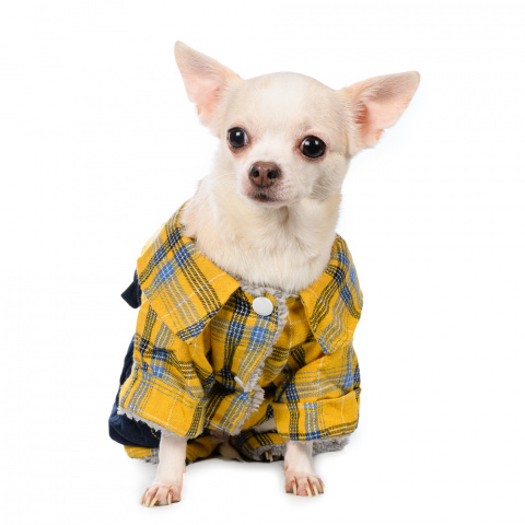Костюм для собак желтый с рубашкой 2