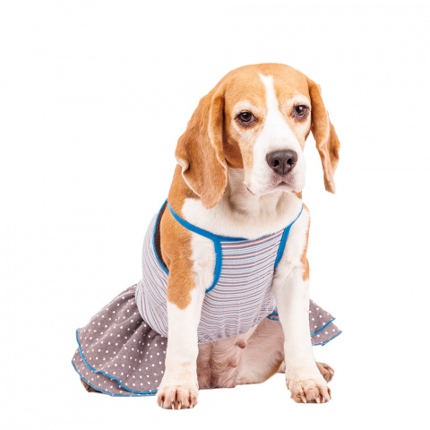 Платье для собак с бантиком XL голубой (девочка) 2