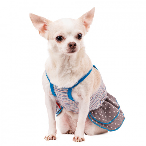 Платье для собак с бантиком XS голубой (девочка) 1