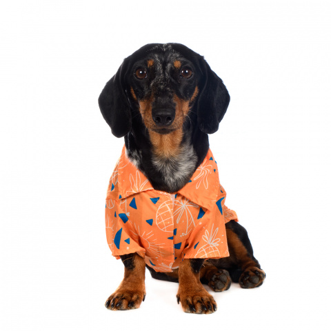 Рубашка для собак с пальмами XS оранжевый (унисекс) 5