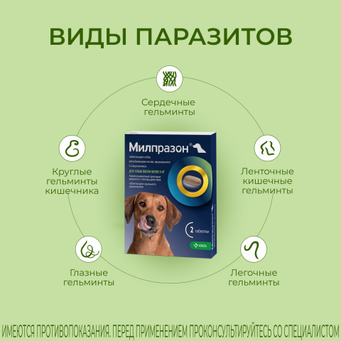Милпразон Антигельминтные таблетки для собак весом более 5 кг, 2 таблетки,  цены, купить в интернет-магазине Четыре Лапы с быстрой доставкой