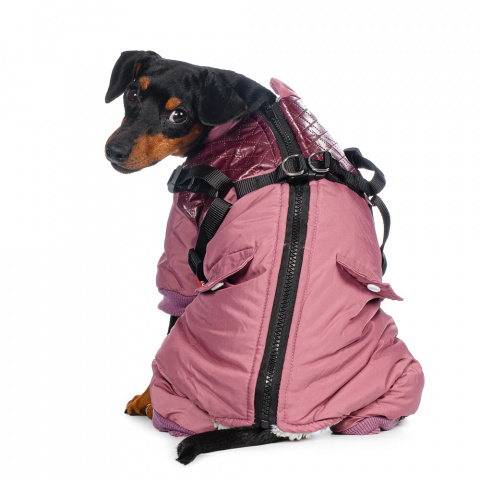 Комбинезон на молнии со шлейкой для собак M розовый (девочка) 2