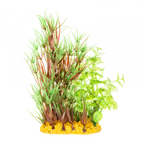 Растение композиция зелено-красное 15см