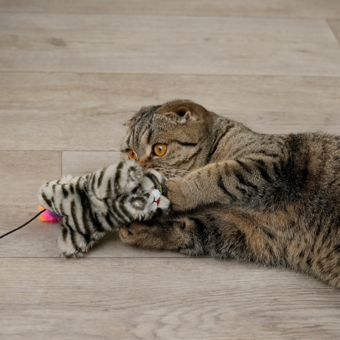 Самодельная игрушка для котят — Питомник элитных кошек Grandmur
