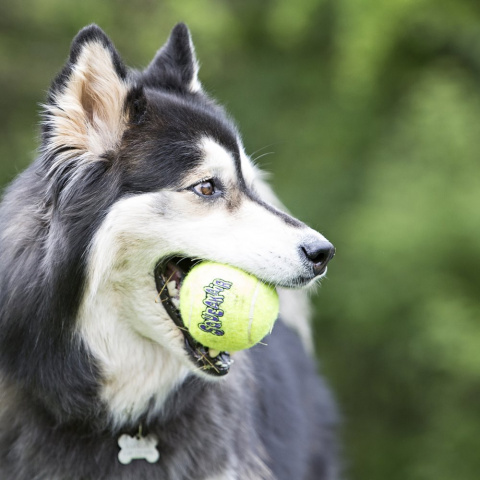 Игрушка для собак Air Теннисный Мяч с канатом средний 2
