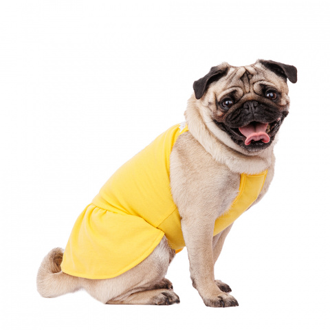 Платье для собак с ромашкой 2XL желтый (девочка) 1