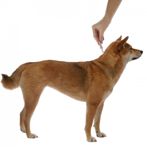 Адвокат капли на холку для собак весом более 25 кг от чесоточных клещей, блох и гельминтов, 3 пипетки 4
