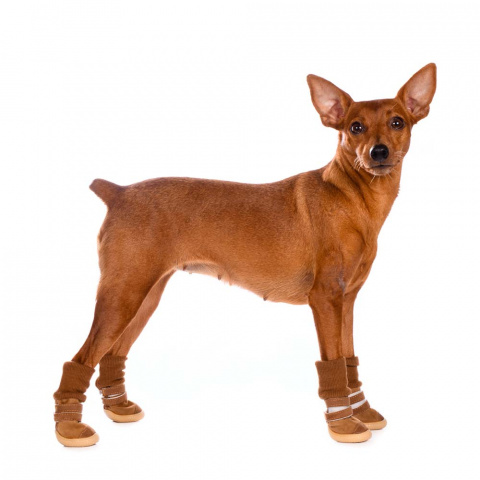 Ботинки высокие на липучках для собак S бежевый (унисекс) 1