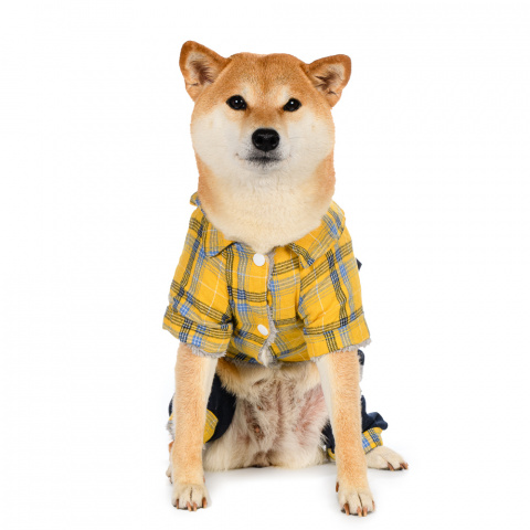 Костюм для собак желтый с рубашкой 1