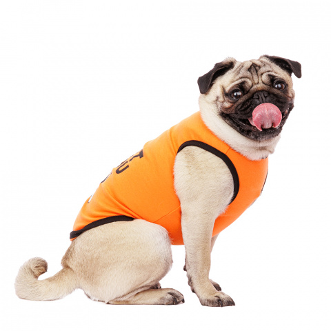 Футболка для собак с хаски XL оранжевый (унисекс)