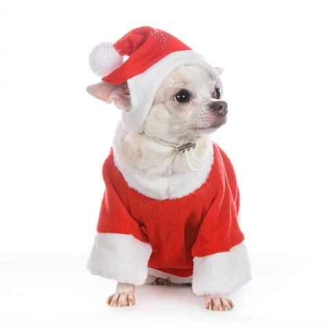 Колпак для собак Деда Мороза M красный (унисекс) 1