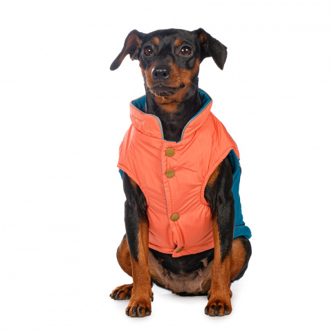Куртка для собак оранжево-голубая XS 1