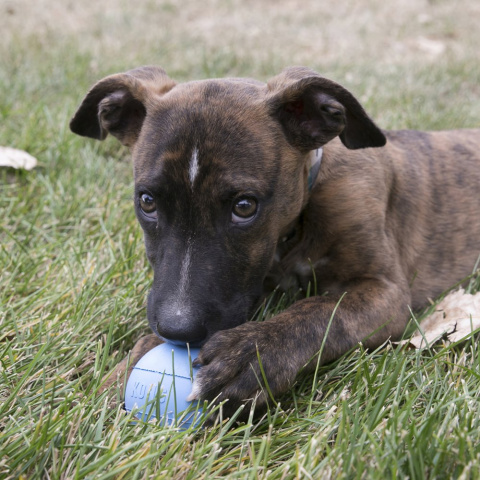 Игрушка для собак Puppy Мячик под лакомства цвета в ассортименте: розовый, голубой 6 см 1