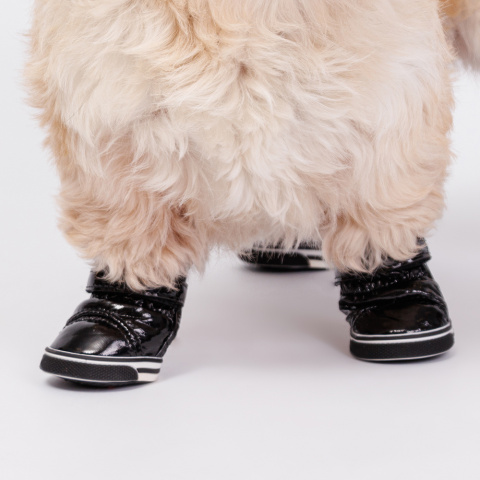 Основные виды обуви для собак