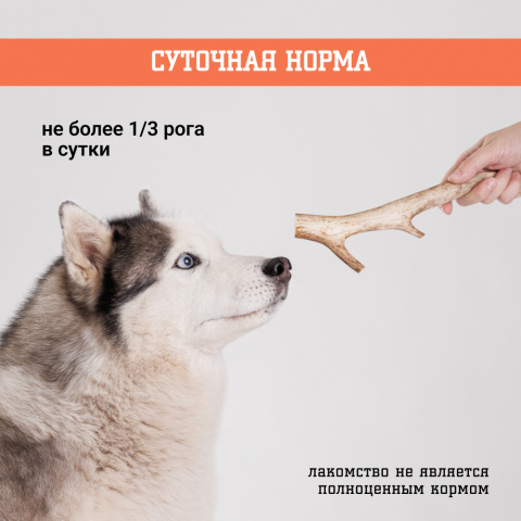 Лакомство для собак Рог оленя, 100-130 гр. 3