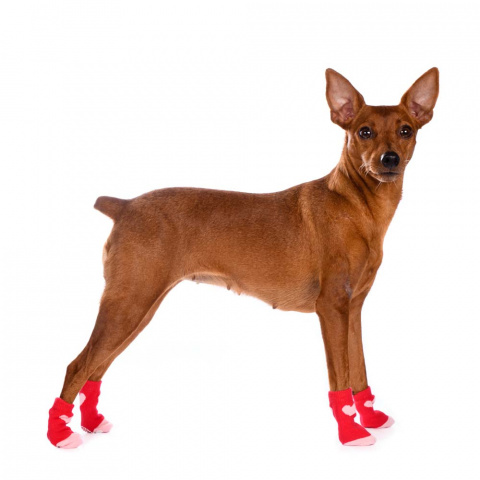 Носки для собак XS красный (унисекс) 1