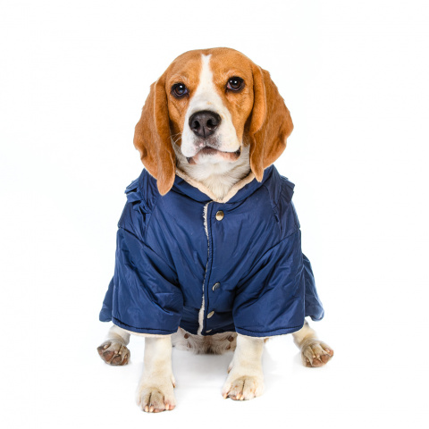 Куртка-платье для собак 2XL синий (девочка) 2