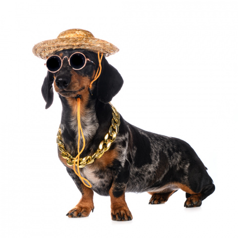 Солнцезащитные очки для собак: защита глаз четвероногого друга