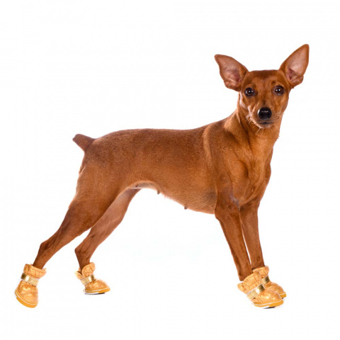 Ботинки-дутики для собак L золотой (унисекс) 1