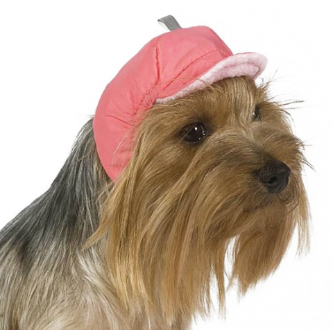 Стильные шапочки для собак: выбирайте лучшие модели