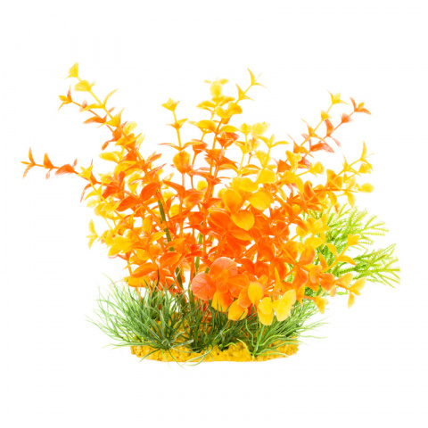 Растение композиция оранжево-зеленое 15см