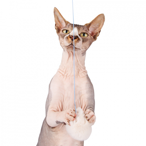 Дразнилка для кошек Помпон из натурального меха на резинке с кольцом, цвет  В ассортименте, цены, купить в интернет-магазине Четыре Лапы с быстрой  доставкой
