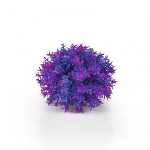 Растение Цветочный шар фиолетовый