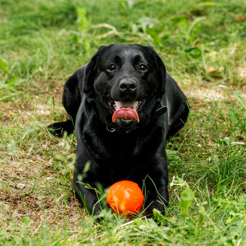 Игрушка для собак Мяч диаметр 8,5 см средний оранжевый, для собак средних пород (снаряд) 2